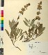  ( - BGE_00079_H02)  @11 [ ] CreativeCommons  Attribution by TAU herbarium (2025) TAU herbarium Aristotle University of Thessaloniki