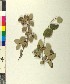  (Styrax officinalis - BGE_00079_H06)  @11 [ ] CreativeCommons  Attribution by TAU herbarium (2025) TAU herbarium Aristotle University of Thessaloniki