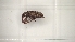  ( - BGE_00084_G02)  @11 [ ] CreativeCommons  Attribution by Achilleas Kaltsidis (2025) Achilleas Katlsidis Hellenic Agricultural Organization "DEMETER" Forest Research Institute Vasilika 57006, Thessaloniki Greece