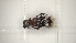  ( - BGE_00084_D04)  @11 [ ] CreativeCommons  Attribution by Achilleas Kaltsidis (2026) Achilleas Katlsidis Hellenic Agricultural Organization "DEMETER" Forest Research Institute Vasilika 57006, Thessaloniki Greece