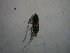  (Calocalanus - BGE_00081_A04)  @11 [ ] CreativeCommons  Attribution by Evangelia Michaloudi (2023) Evangelia Michaloudi Aristotle University of Thessaloniki