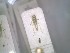  (Eupteryx cypria - BGE_00926_A04)  @11 [ ] CreativeCommons  Attribution by Zoi Thanou (2025) Zoi Thanou Agricultural University of Athens