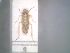  (Paralimnus picturatus - BGE_00090_F04)  @11 [ ] CreativeCommons  Attribution by Zoi Thanou (2025) Zoi Thanou Agricultural University of Athens