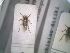  (Delphacodes schinias - BGE_00086_F03)  @11 [ ] CreativeCommons  Attribution by Zoi Thanou (2025) Zoi Thanou Agricultural University of Athens
