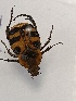  (Trichius orientalis - BGE_00074_E10)  @11 [ ] CreativeCommons  Attribution by Floros, Kokkari (2023) Floros George, Anastasia Kokkari Aristotle University of Thessaloniki