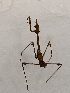  (Empusa pennicornis - BGE_00074_G11)  @11 [ ] CreativeCommons  Attribution by Floros, Kokkari (2023) Floros George, Anastasia Kokkari Aristotle University of Thessaloniki