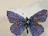  (Polyommatus elena - BGE_00074_H10)  @11 [ ] CreativeCommons  Attribution by Floros, Kokkari (2023) Floros George, Anastasia Kokkari Aristotle University of Thessaloniki