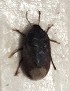  (Ochetostethus balcanicus - BGE_00929_C11)  @11 [ ] CreativeCommons  Attribution by Zoi Thanou (2025) Zoi Thanou Agricultural University of Athens