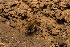  (Dolichopoda kalithea - BGE_00083_B02)  @11 [ ] Copyright © (2025) Konstantinos Kalaentzis Aristotle University of Thessaloniki