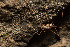  (Dolichopoda giulanae - BGE_00083_B04)  @11 [ ] Copyright © (2025) Konstantinos Kalaentzis Aristotle University of Thessaloniki