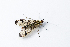  (Panorpa lacedaemonia - BGE_00083_B07)  @11 [ ] Copyright © (2025) Konstantinos Kalaentzis Aristotle University of Thessaloniki