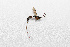  (Odontocolon cretense - BGE_00083_B09)  @11 [ ] Copyright © (2025) Konstantinos Kalaentzis Aristotle University of Thessaloniki