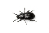 (Dailognatha quadricollis - BGE_00083_D01)  @11 [ ] Copyright © (2025) Konstantinos Kalaentzis Aristotle University of Thessaloniki