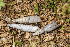  (Albinaria olivieri - BGE_00083_D10)  @11 [ ] Copyright © (2025) Konstantinos Kalaentzis Aristotle University of Thessaloniki