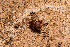  (Myrmecophilus orientalis - BGE_00083_E05)  @11 [ ] Copyright © (2025) Konstantinos Kalaentzis Aristotle University of Thessaloniki