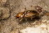  ( - BGE_00083_F09)  @11 [ ] Copyright © (2025) Konstantinos Kalaentzis Aristotle University of Thessaloniki