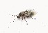  (Andricus insanus - BGE_00083_G09)  @11 [ ] Copyright © (2025) Savvas Zafeiriou -