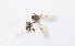  (Andricus quercustozae - BGE_00083_G10)  @11 [ ] Copyright © (2025) Savvas Zafeiriou -
