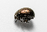  (Chrysolina rhodia - BGE_00083_H06)  @11 [ ] Copyright © (2025) Konstantinos Kalaentzis Aristotle University of Thessaloniki