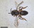  ( - RMNH.INS.1148844)  @11 [ ] by-nc-sa (2024) Unspecified Naturalis Biodiversity Centre