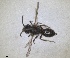  ( - RMNH.INS.1148845)  @11 [ ] by-nc-sa (2024) Unspecified Naturalis Biodiversity Centre