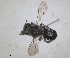  (Hoplitis curtula - RMNH.INS.1148880)  @11 [ ] by-nc-sa (2024) Unspecified Naturalis Biodiversity Centre