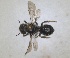  ( - RMNH.INS.1148881)  @11 [ ] by-nc-sa (2024) Unspecified Naturalis Biodiversity Centre