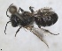  ( - RMNH.INS.1148882)  @11 [ ] by-nc-sa (2024) Unspecified Naturalis Biodiversity Centre