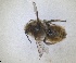  ( - RMNH.INS.1148883)  @11 [ ] by-nc-sa (2024) Unspecified Naturalis Biodiversity Centre