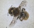  (Hoplitis dalmatica - RMNH.INS.1148884)  @11 [ ] by-nc-sa (2024) Unspecified Naturalis Biodiversity Centre