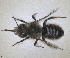  ( - RMNH.INS.1148885)  @11 [ ] by-nc-sa (2024) Unspecified Naturalis Biodiversity Centre