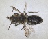  ( - RMNH.INS.1148886)  @11 [ ] by-nc-sa (2024) Unspecified Naturalis Biodiversity Centre