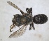  ( - RMNH.INS.1148887)  @11 [ ] by-nc-sa (2024) Unspecified Naturalis Biodiversity Centre
