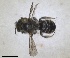  ( - RMNH.INS.1148888)  @11 [ ] by-nc-sa (2024) Unspecified Naturalis Biodiversity Centre