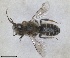  ( - RMNH.INS.1148889)  @11 [ ] by-nc-sa (2024) Unspecified Naturalis Biodiversity Centre