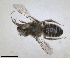  ( - RMNH.INS.1148890)  @11 [ ] by-nc-sa (2024) Unspecified Naturalis Biodiversity Centre