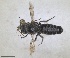  ( - RMNH.INS.1148891)  @11 [ ] by-nc-sa (2024) Unspecified Naturalis Biodiversity Centre