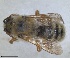  ( - RMNH.INS.1148892)  @11 [ ] by-nc-sa (2024) Unspecified Naturalis Biodiversity Centre