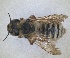  ( - RMNH.INS.1148893)  @11 [ ] by-nc-sa (2024) Unspecified Naturalis Biodiversity Centre
