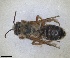  (Hoplitis fulva - RMNH.INS.1148894)  @11 [ ] by-nc-sa (2024) Unspecified Naturalis Biodiversity Centre