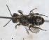  (Hoplitis haemi - RMNH.INS.1148895)  @11 [ ] by-nc-sa (2024) Unspecified Naturalis Biodiversity Centre