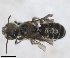  ( - RMNH.INS.1148896)  @11 [ ] by-nc-sa (2024) Unspecified Naturalis Biodiversity Centre