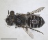  ( - RMNH.INS.1148897)  @11 [ ] by-nc-sa (2024) Unspecified Naturalis Biodiversity Centre