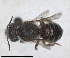  ( - RMNH.INS.1148898)  @11 [ ] by-nc-sa (2024) Unspecified Naturalis Biodiversity Centre