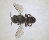  (Hoplitis holmboei - RMNH.INS.1148899)  @11 [ ] by-nc-sa (2024) Unspecified Naturalis Biodiversity Centre