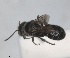  (Hoplitis illyrica - RMNH.INS.1148900)  @11 [ ] by-nc-sa (2024) Unspecified Naturalis Biodiversity Centre