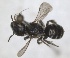  ( - RMNH.INS.1148901)  @11 [ ] by-nc-sa (2024) Unspecified Naturalis Biodiversity Centre