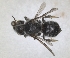  (Hoplitis insularis - RMNH.INS.1152687)  @11 [ ] by-nc-sa (2024) Unspecified Naturalis Biodiversity Centre
