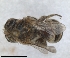  (Hoplitis laevifrons - RMNH.INS.1152689)  @11 [ ] by-nc-sa (2024) Unspecified Naturalis Biodiversity Centre