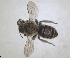  ( - RMNH.INS.1152690)  @11 [ ] by-nc-sa (2024) Unspecified Naturalis Biodiversity Centre